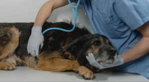 senior dog laying on exam table while vet professional gives him a checkup