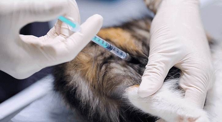 Pet-Vaccinations cat receiving a vaccination from a vet employee