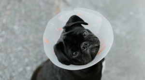 small black dog in cone sitting down and looking up into camera