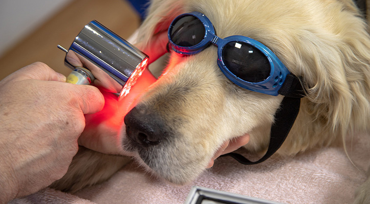 dog with protective glasses on receiving laser therapy treatment to nose
