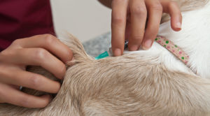 close up photo of dog receiving a vaccine from vet employee